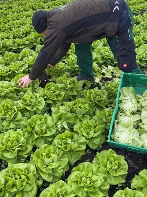 Frisch geerntete Salate auf dem Feld der Gärtnerei Metzler
