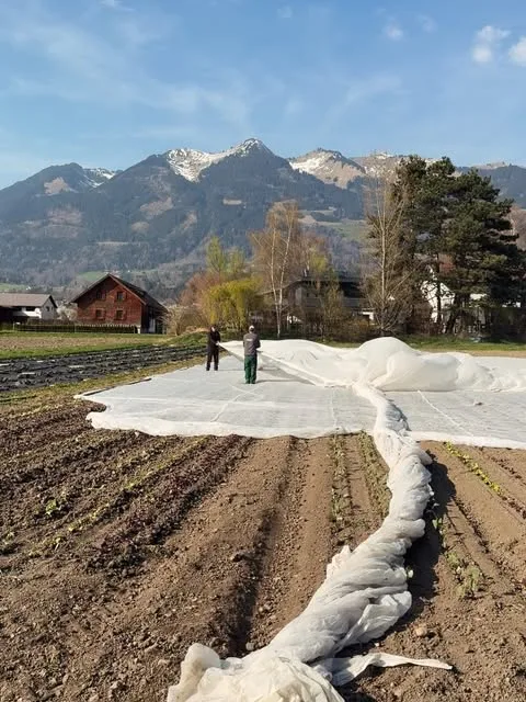 Feldarbeit unter Schutzvlies vor der Bergkulisse